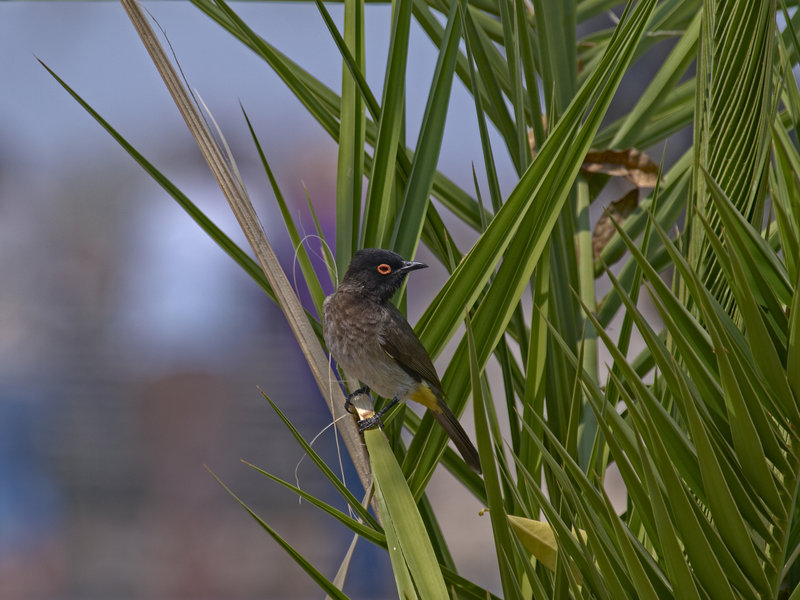 Okaukuejo, Bulbul